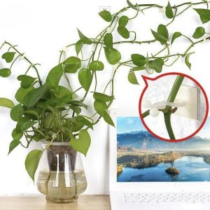 گیره نگهدارنده گیاه پتوس